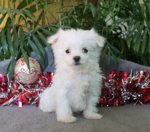 �istokrevn� maltsk� �t��ata.