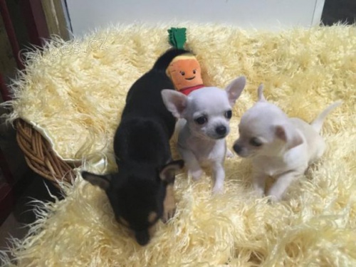Rozko�n� �t��ata Chihuahua.