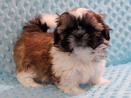 Shih-tzu, �i-tzu �t���tka s PP