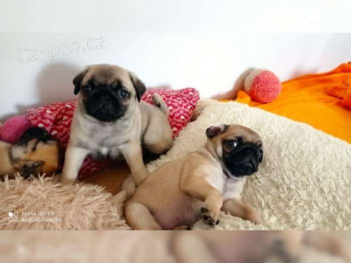 �t��ata mops� na prodej pobl� m�.