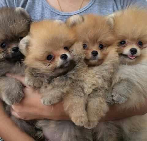 miniaturn� �t��ata pomeranian� na prodej. 