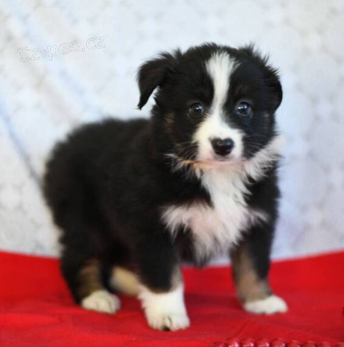 Prod�m �t��ata australsk�ho ov��ka