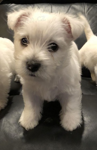 Prodm mini tata West Highland White Terriers