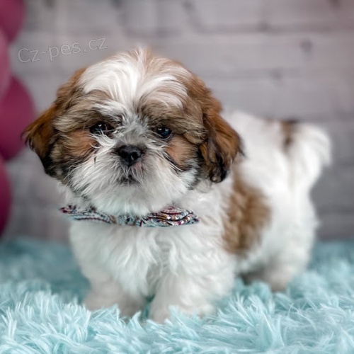 Prod�m �t��ata SHIH TZU