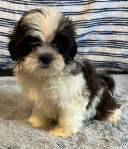 tata shih tzu