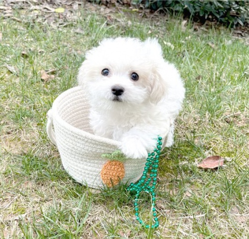 malt�zsk� �t��ata