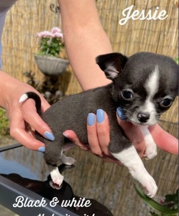 12 t�dn� malt�zsk� �t��ata