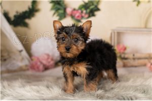 Registrovan� �t��ata Yorkshire.