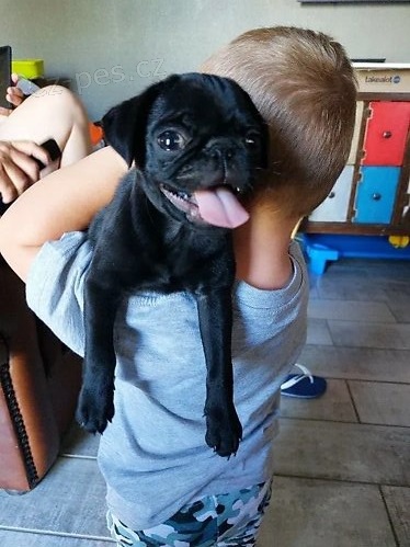 Ohromuj�c� �t��ata mopsl�k�.