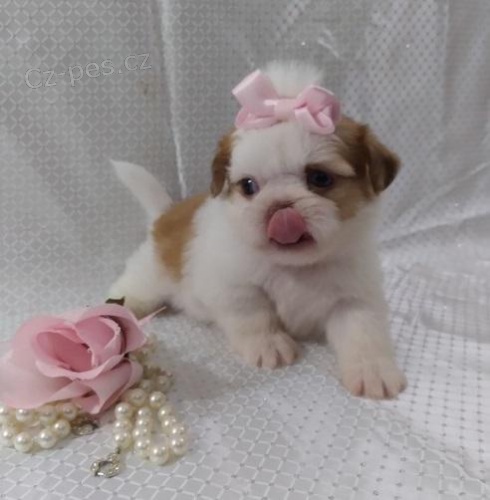 Shih Tzu �t��ata.