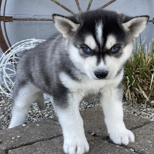 �ist� sibi�sk� husky �t��ata.