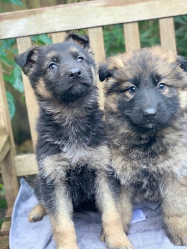 �t��ata n�meck�ho ov��ka.