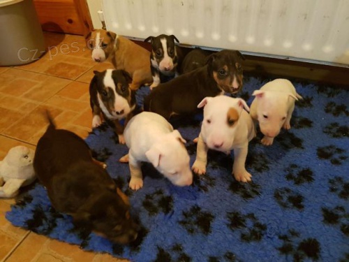 ڞasn� �t��ata Bullterrier.