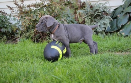 Italiano Cane Corso �t��ata.