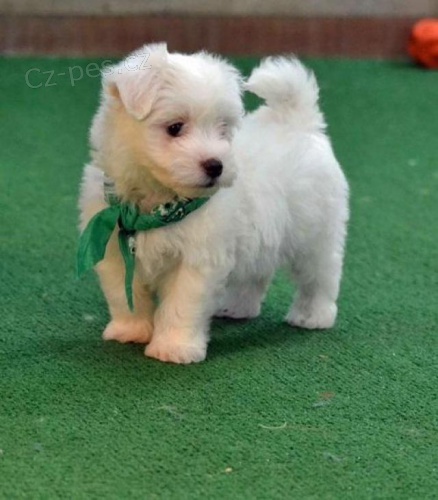 Kr�sn� maltsk� �t���tka.