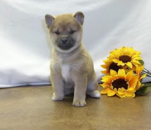Hrav� �t���tka Shiba Inu.