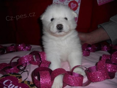 Sn�hurka Samoyed �t��ata.