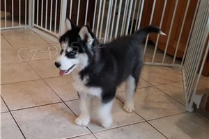 �t��ata sibi�sk�ho husky.