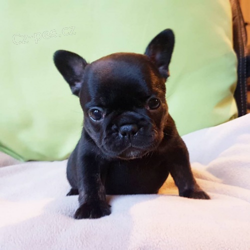 MINI �t��ata �ern�ho francouzsk�ho buldo�ka k adopci.