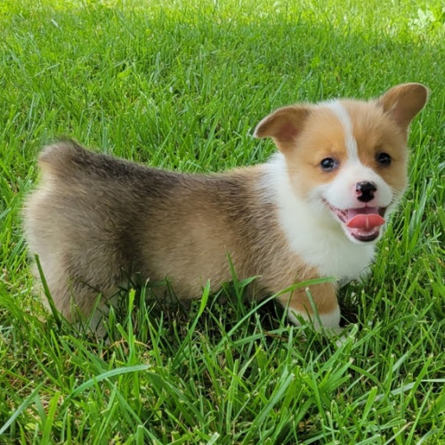 �t��ata Pembroke Welsh Corgi k adopci