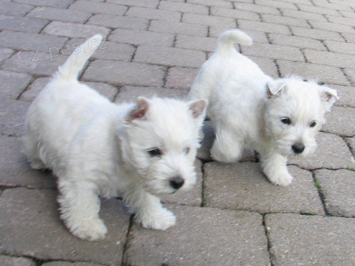 �t��ata West Highland White Terriers k adopci
