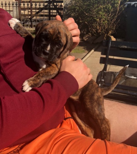 Prod�m kr�sn� �t��ata n�meck�ho boxera