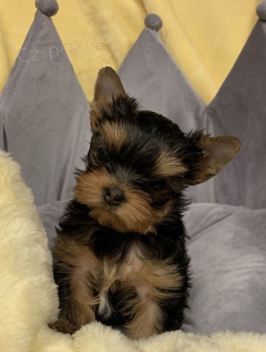 Rozko�n� a kr�sn� miniaturn� �t���tka jork��rsk�ho teri�ra k adopci.