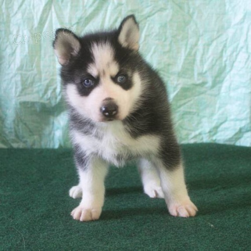 Rozko�n� �t���tka sibi�sk�ho huskyho s kr�sn�ma modr�ma o�ima k adopci.