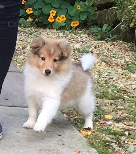 �t��ata �eltie k adopci.