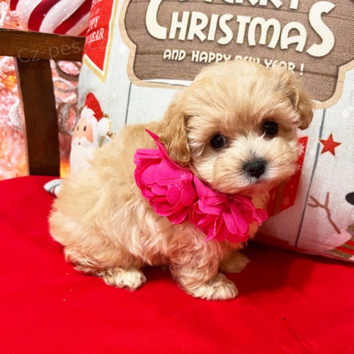 Maltipoo o�kovan� �t��ata k adopci.