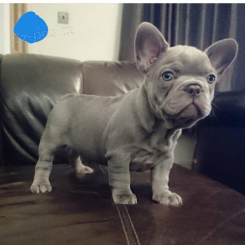 Ohromuj�c� �t��ata francouzsk�ho buldo�ka.