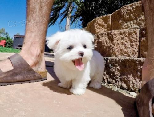 Rozko�n� maltsk� �t��ata.