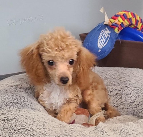 �t��ata pudl�.