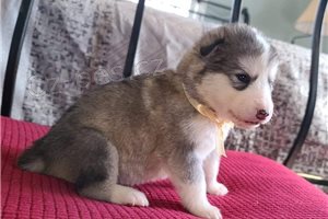 N�dhern� �t��ata alaskan Malamute.