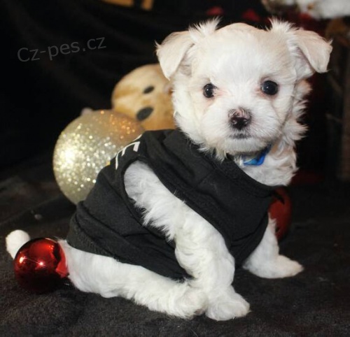 O�KOVAN� �t��ata malt�z��k� k adopci.