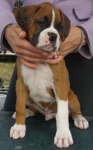 Prod�m kr�sn� �t��ata boxera