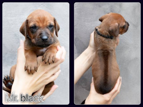 Rhod�sk� ridgeback s PP
