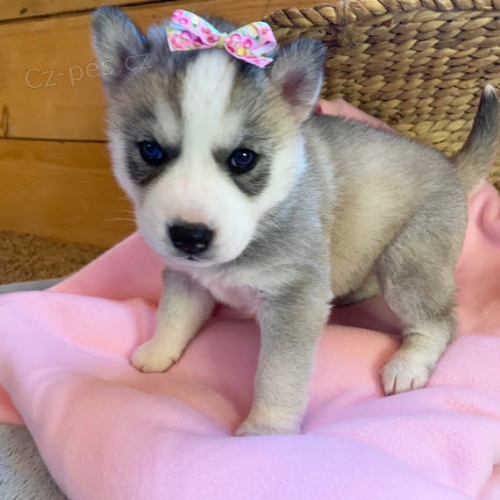 �t�n� sibi�sk�ho huskyho k adopci. �t���tka jsou v�echna od�erven�, o�kovan� a socializovan�.