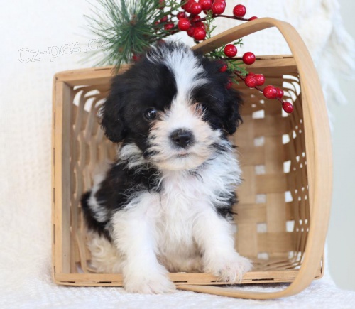 Hrav� Shih Tzu �t��ata.