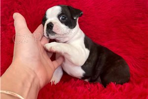 �t��ata Bostonsk�ho teri�ra.