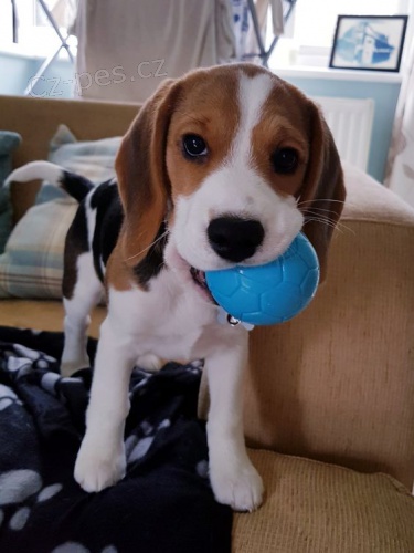 �t��ata b�gla k dispozici a p�ipravena k prodeji.