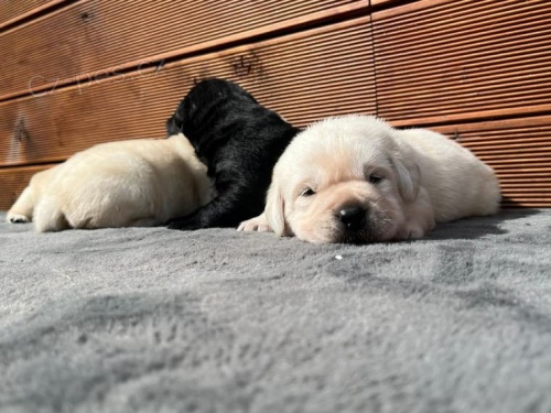 Labradorsk� retr�vr kr�mov� b�l� a �ern� �t��ata s PP