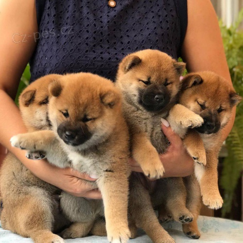 �t��ata Super Shiba Inu jsou nyn� k dispozici