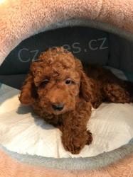 Miniaturn� �t��ata pudla.