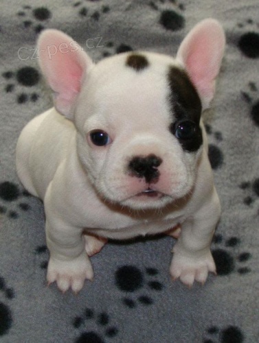 Prod�m o�kovan� a od�erven� �t��ata francouzsk�ho buldo�ka.