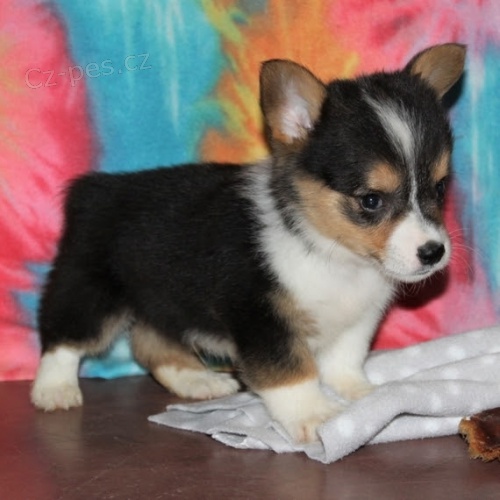 Prod�m �t��ata Pembroke Welsh Corgi.