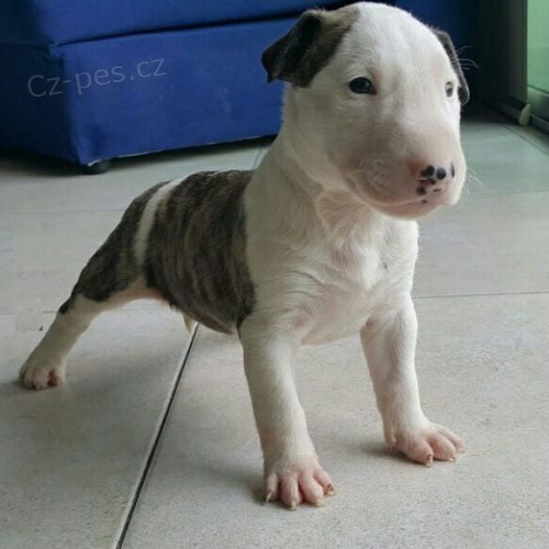 Prod�m kr�sn� �t��ata anglick�ho bulteri�ra.