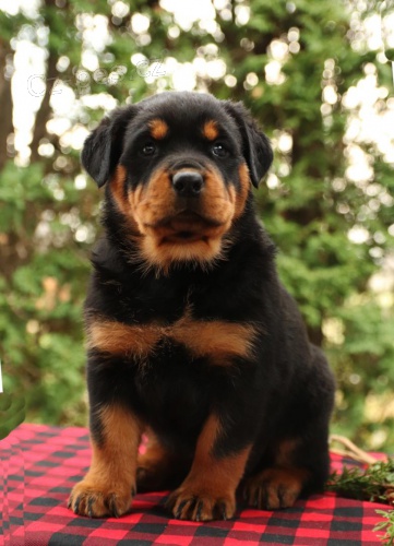 Kr�sn� �t���tka Rottweiler�.