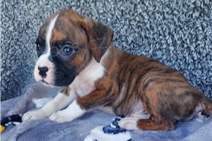 N�dhern� boxersk� �t��ata.