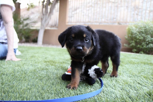 K dispozici �t��ata rotvajler�